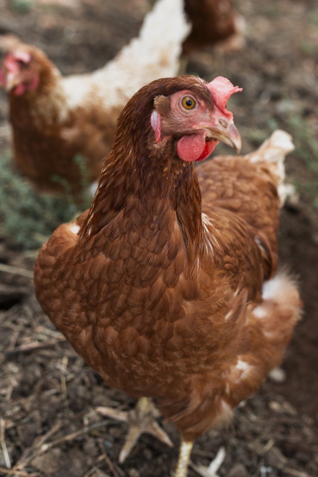 Hormkrachay Pasture Farm Detail